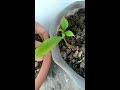 How to grow Allamanda plant ll care of Allamanda plant..(Urdu/Hindi)