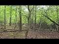 Mountain Laurel And Highbush Blueberry Forest