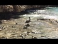 Jagende pelikaan