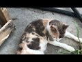 Two Kittens playing