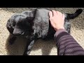 Black cat purrs and meows while enjoying the sunshine!