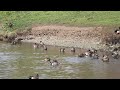 Mallards And Wigeons Ducks Lake Side #animallover #wildlife