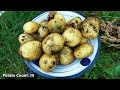 Harvesting Potatoes from Grow Bags: Timing & Tips for Success