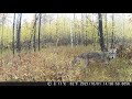 Timberwolf on Trailcam