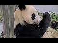 “착하게 자라야지, 엄마처럼” 푸바오 대형사고 그 비하인드 미공개 영상 panda clip