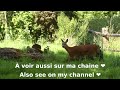 🦌❤️ Maman chevreuil dans notre jardin - Mother deer in our garden - C.K.S #chevreuil #animaux #wild