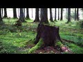 001 Forest Autumn Forest Vibes HD by Ihor Frolov