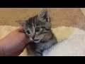 I chat with a 3 week old kitten