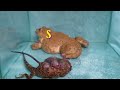 Amazing Asian Bullfrog Vs Mouse and Tree Lizard !! Mr LuckyFrog