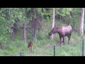 Trapped Baby Moose Reunites with Its Mother
