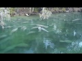 Winter Conditions for Manatees at Blue Spring and Three Sisters Springs