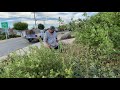 Pruning Manzanitas [practice video #4]