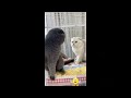 Best Funny Animals 2024🥰Funniest Dogs and Cats😽🐶🐕‍🦺#2