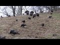 Wild Turkey Sounds: Feeding Clucks, Purrs, Whines - How to Call Turkeys by Soft Calling