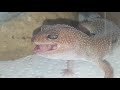 Leopard gecko eating mouse