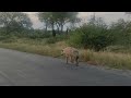 Hyenas | Animal Facts Series | Episode 30