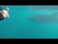 Swimming with Whale Sharks 4th June 2024 at Ningaloo Reef (from Exmouth)