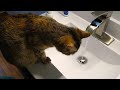 Naughty kitten Mint outsmarts her mom to turn on bathroom sink