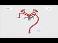 Aortic Arches - Embryology in 3 minutes
