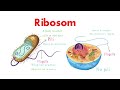 Prokaryotic cell  Vs Eukaryotic cells|| Difference between prokaryotic and eukaryotic cell