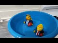 Trump Duckies Swimming.