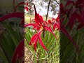 Flowers in my Garden