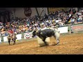 Wilfong Bucking Bulls BW 121