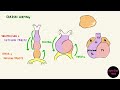 Development of the Heart | The Heart Tube | Part 1/3 | Cardiac Looping | Cardiovascular Embryology