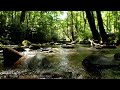 Ambient sounds + JAZZ Gentle Forest sounds Relaxing work/study CAFE MUSIC - BGM for work☕