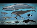 Could Orcas Survive the Mesozoic?