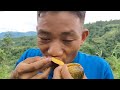 Exploring the wild jackfruit and eating delicious in jungle 😋🥰