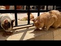 Feeding Street Cats In Dubrovnik Croatia - Feeding Stray Cats