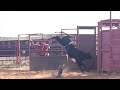 Wilfong Bucking Bulls 2014 Weanlings