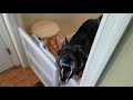 Rocko The German Shepherd Says: Please Don't Leave Me!