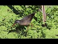 Virginia Rail at Cowles bog,   Dunes National park