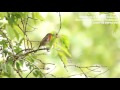 Canon 7D II + 500mm F4 IS II + 1.4 III Extender (Zoom H6 & Atomos Ninja Blade) video sample