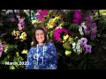 Orchid Show. New York. Шоу Орхидей Цветок древнего Кита. Цветочный коктейль ацтеков .