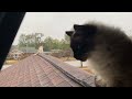 Have a PEACEFUL 2 minutes with my Cats on the Roof