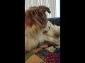 Biscuit Dog Licking Pillows