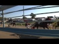 Harness Racing from the Starting Car