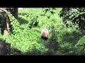 Panda in Beijing Zoo (熊猫在北京动物园）