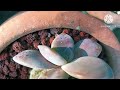 Variegated Succulents in My Collection ||• Lowland Succulents