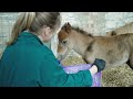 Day old foal abandoned on mountain road
