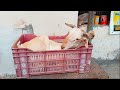 Al Nazeer Farm| Redhills | Chennai | BAKRID 2024 | #sale #2024 #goat #sheep #chennai #india