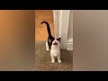 Best Funny Cat & Dog Videos 2024 - Try Not To Laugh | Funny Pets Vlogs Part 3