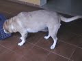 My Labrador Camila and Her Kitten Tobias Reunited