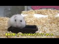 A hamster who has forgotten his wild instinct.[Funny Hamster]