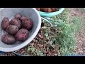 My Potato Plants Died - Time to Harvest