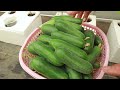 Unbelievably abundant fruit - New method to grow cucumbers at home