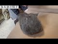 【変わりすぎｗ】子猫の避妊手術後の様子が・・・手術当日から抜糸まで大公開